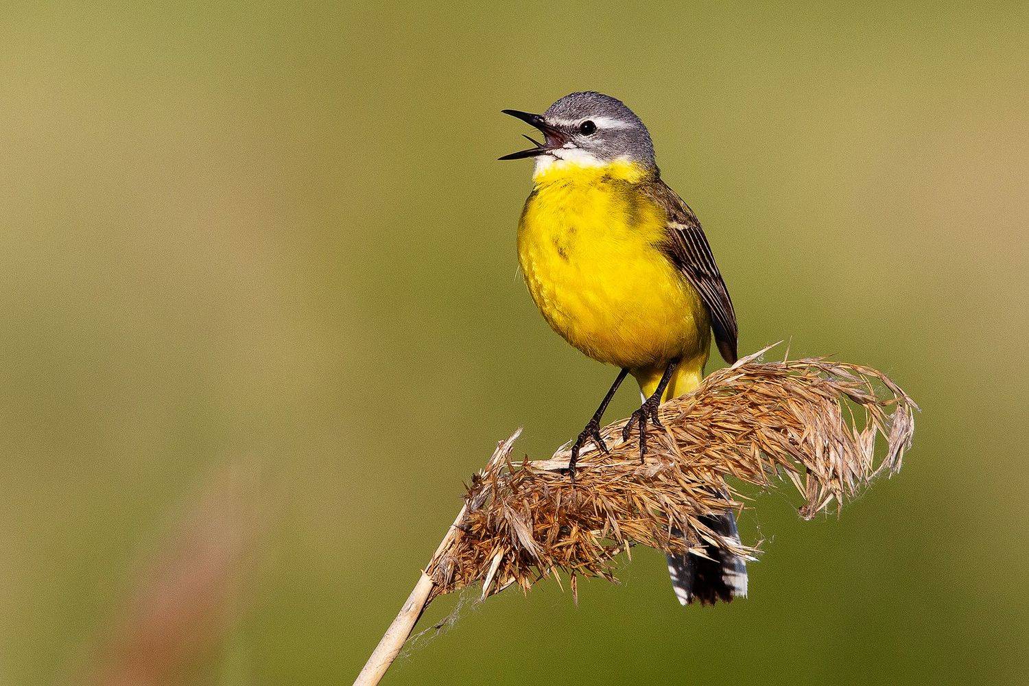 , Сосновских Вячеслав