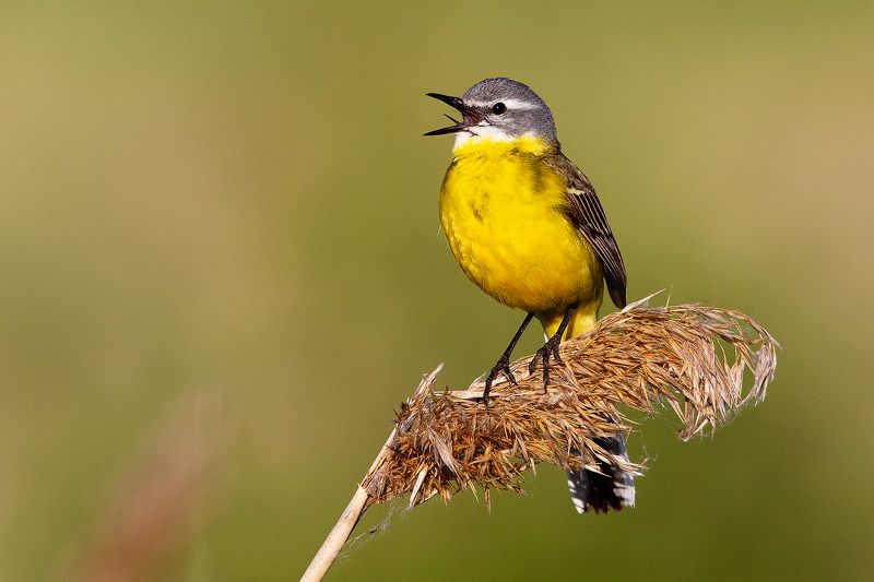 жёлтая трясогузка фото превью