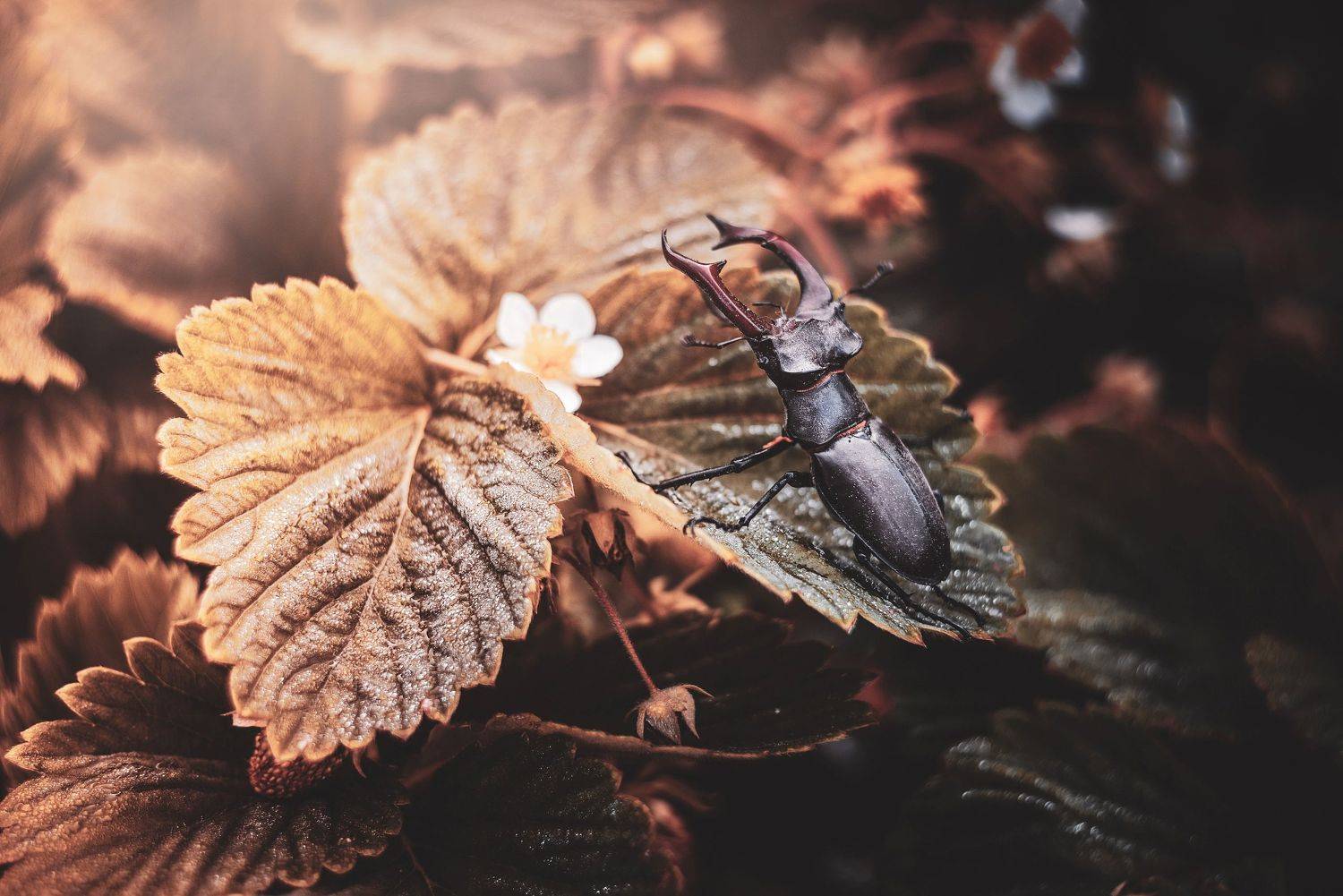 , Лапшина Владлена