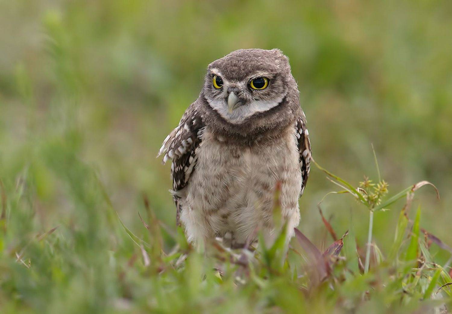 кроличий сыч, florida, burrowing owl, owl, флорида,сыч, Etkind Elizabeth