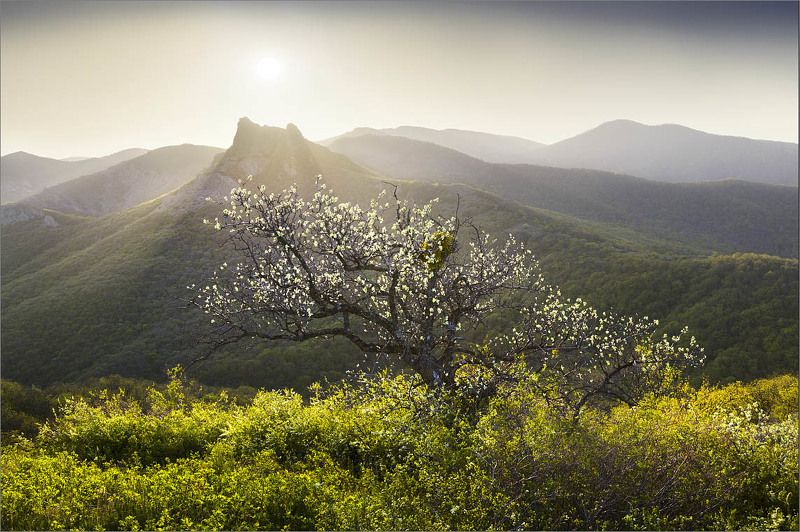 *** фото превью