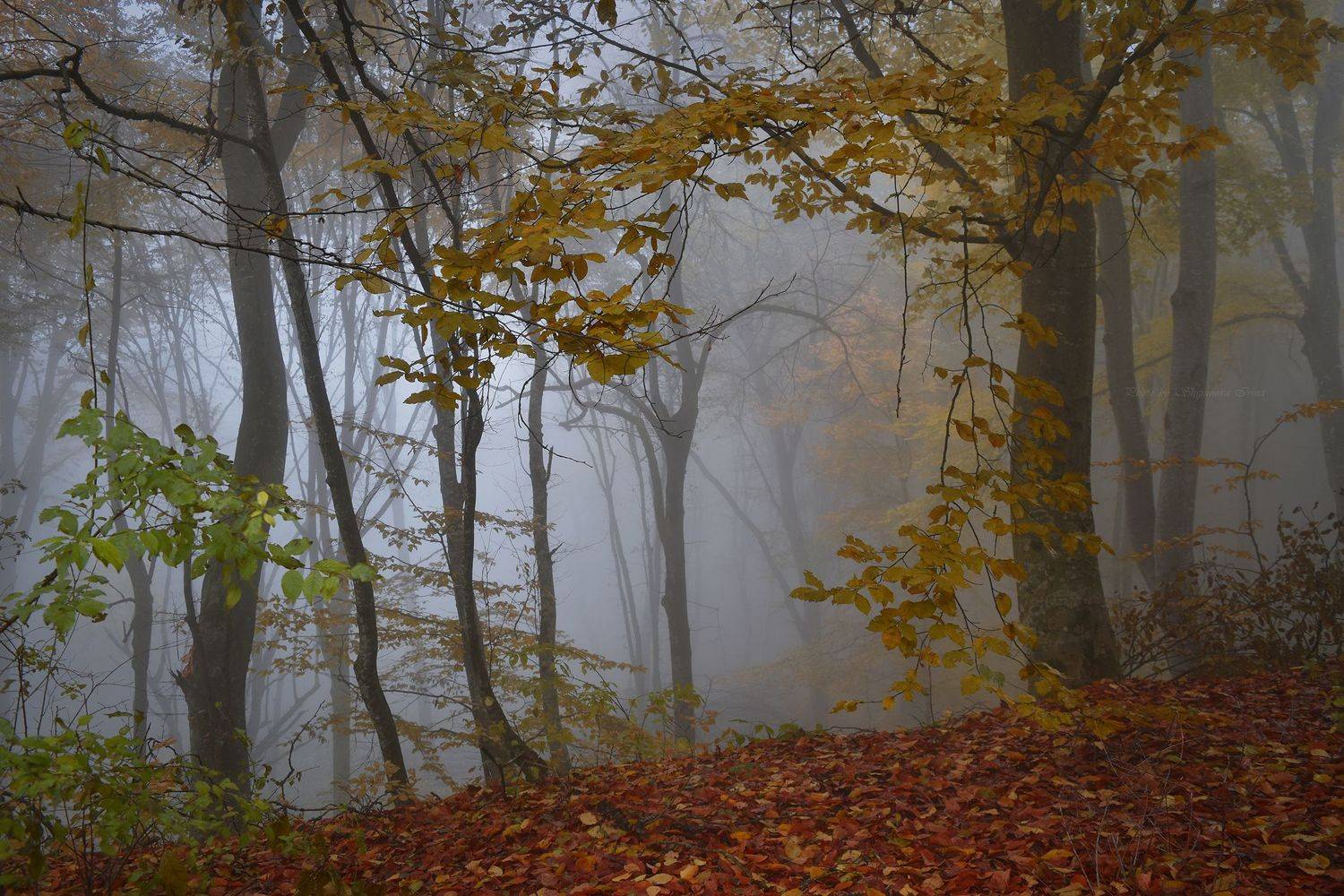 , Шипунова Ирина