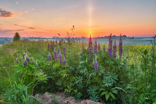 Июнь. Утро в Скориничах