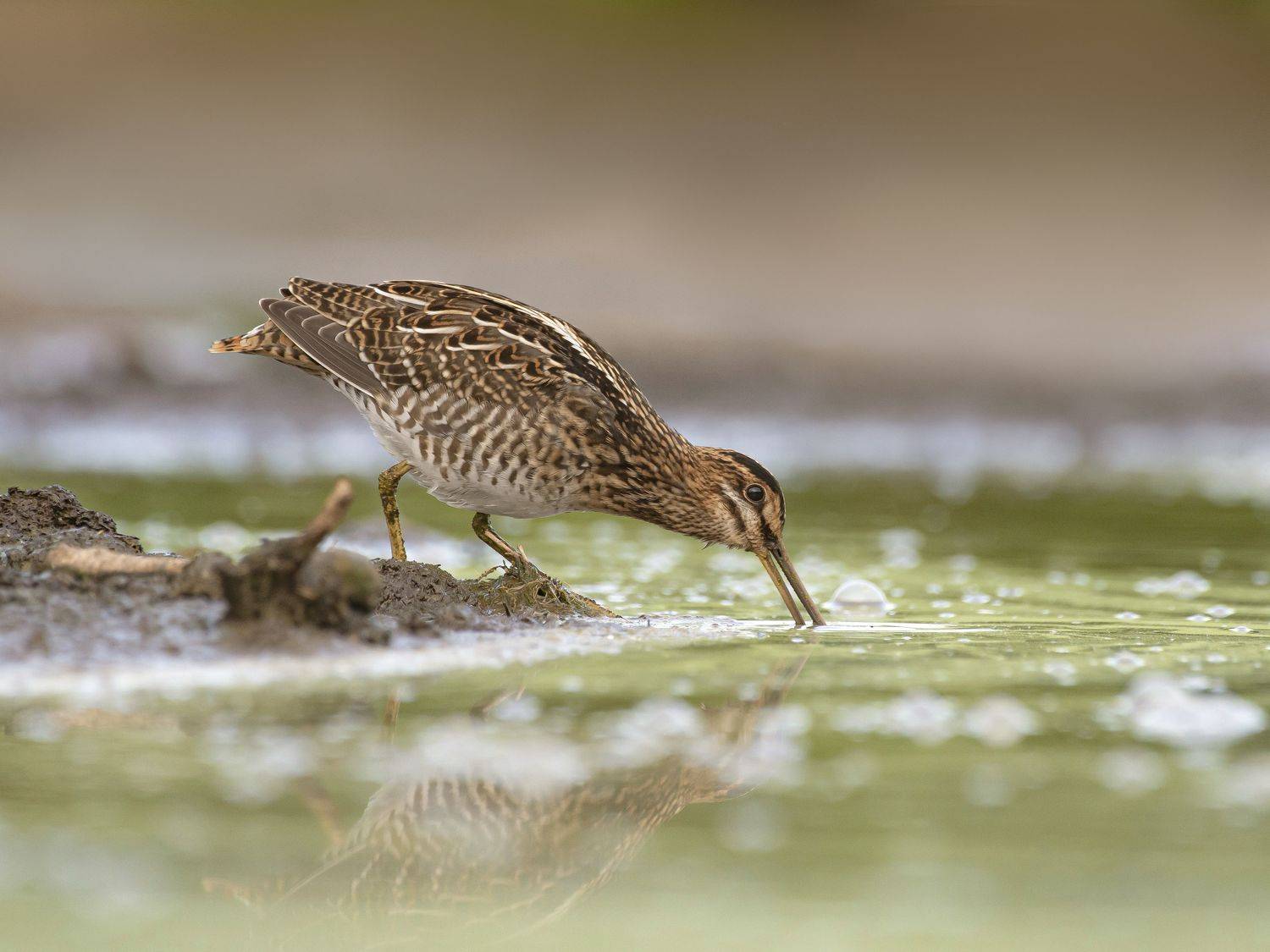 птицы,природа, лето, Андрей Киселёв