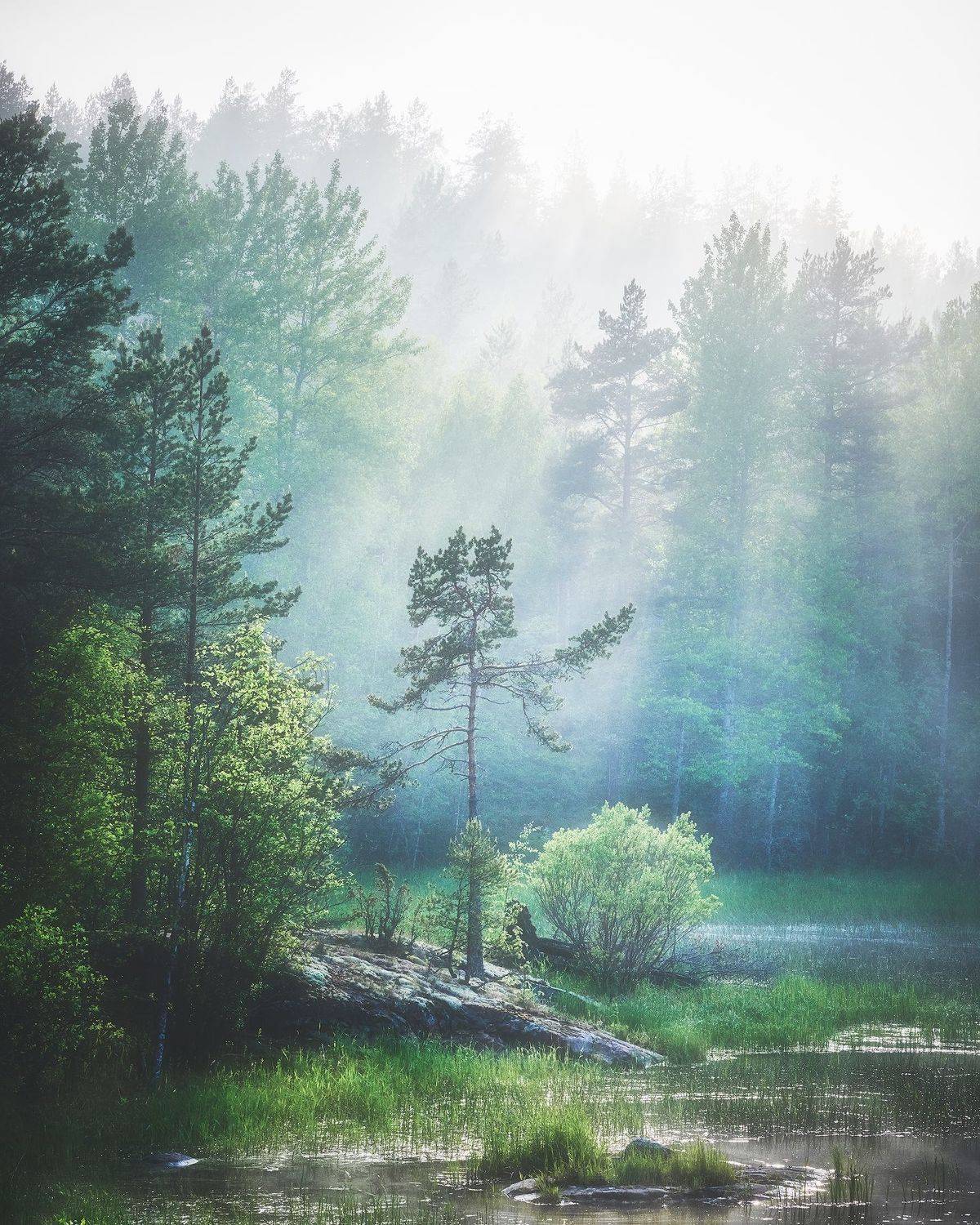 Ладога, туман, сосна, Кононов Антон