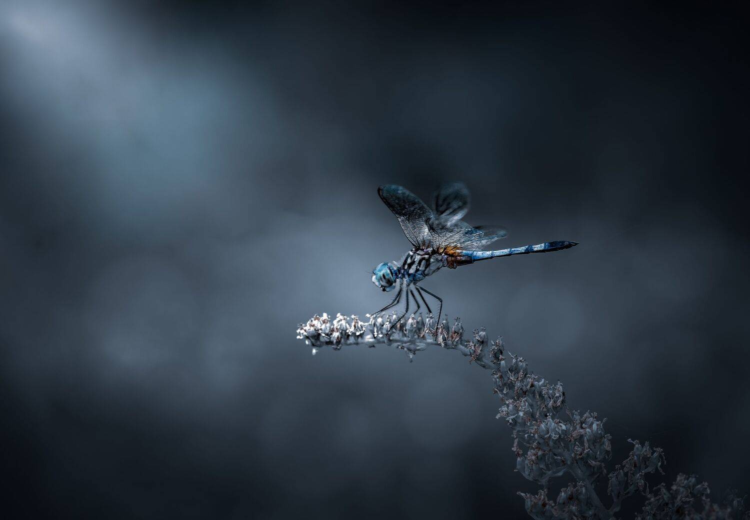 damselfly, dragonfly, insect, grass, sunset, dusk, evening, bug, macro, blade, grassland,, Atul Saluja