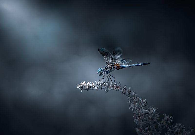Dreamscape фото превью