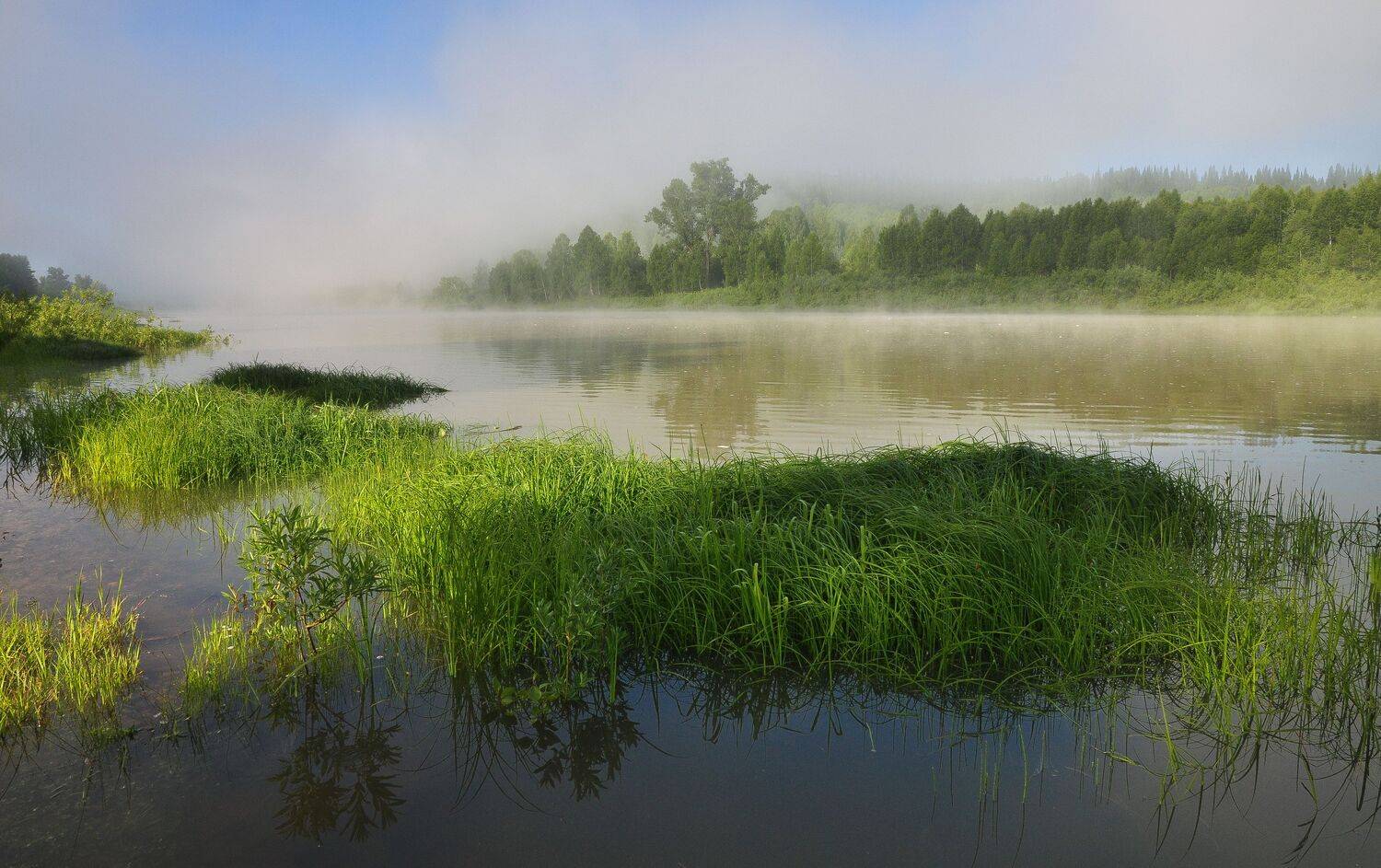 россия, сибирь, кузбасс, таштагольский район, река кондома, лето, утро, туман, травы, деревья, лес, Холзаков Вячеслав
