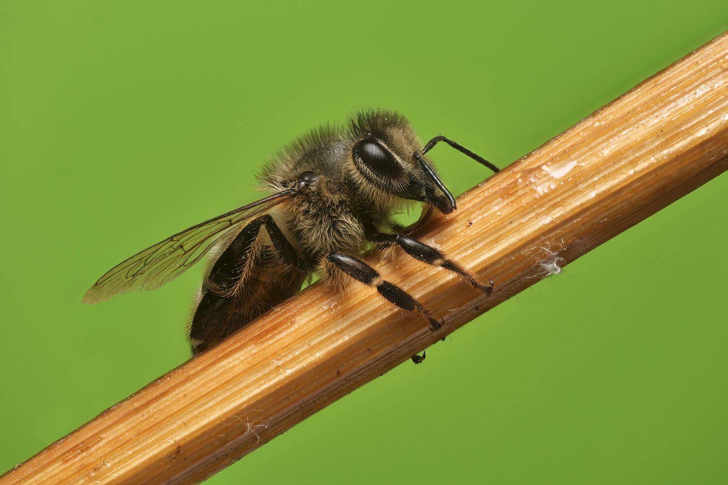 , Максим Вышарь