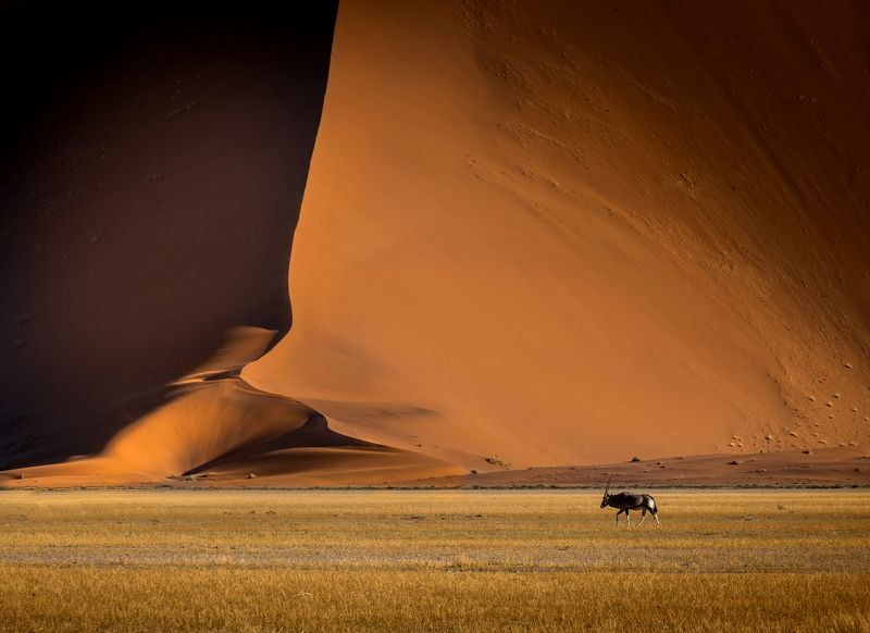 намибия, нд, соссусфлей, орикс, дюна, намиб, пустыня, sand, desert, namibia, sossusvlei, namib, dunes, africa, африка, песок, намибия 2021 Орикс и Дюна фото превью
