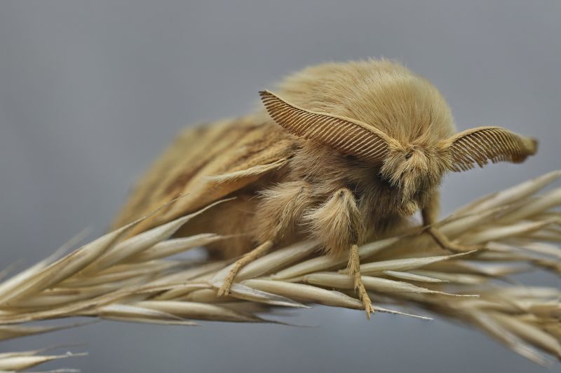 Malacosoma castrensis фото превью