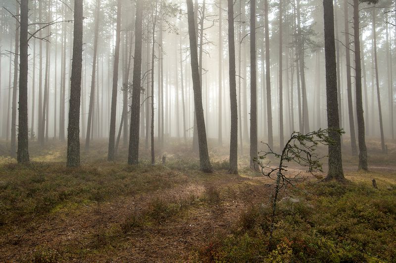 туман,ладога Ладожский туман. фото превью