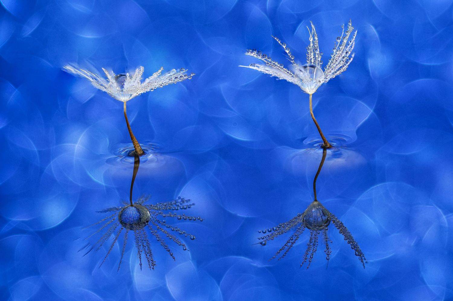 WATER., Ant&oacute;nio Manuel de Pereira