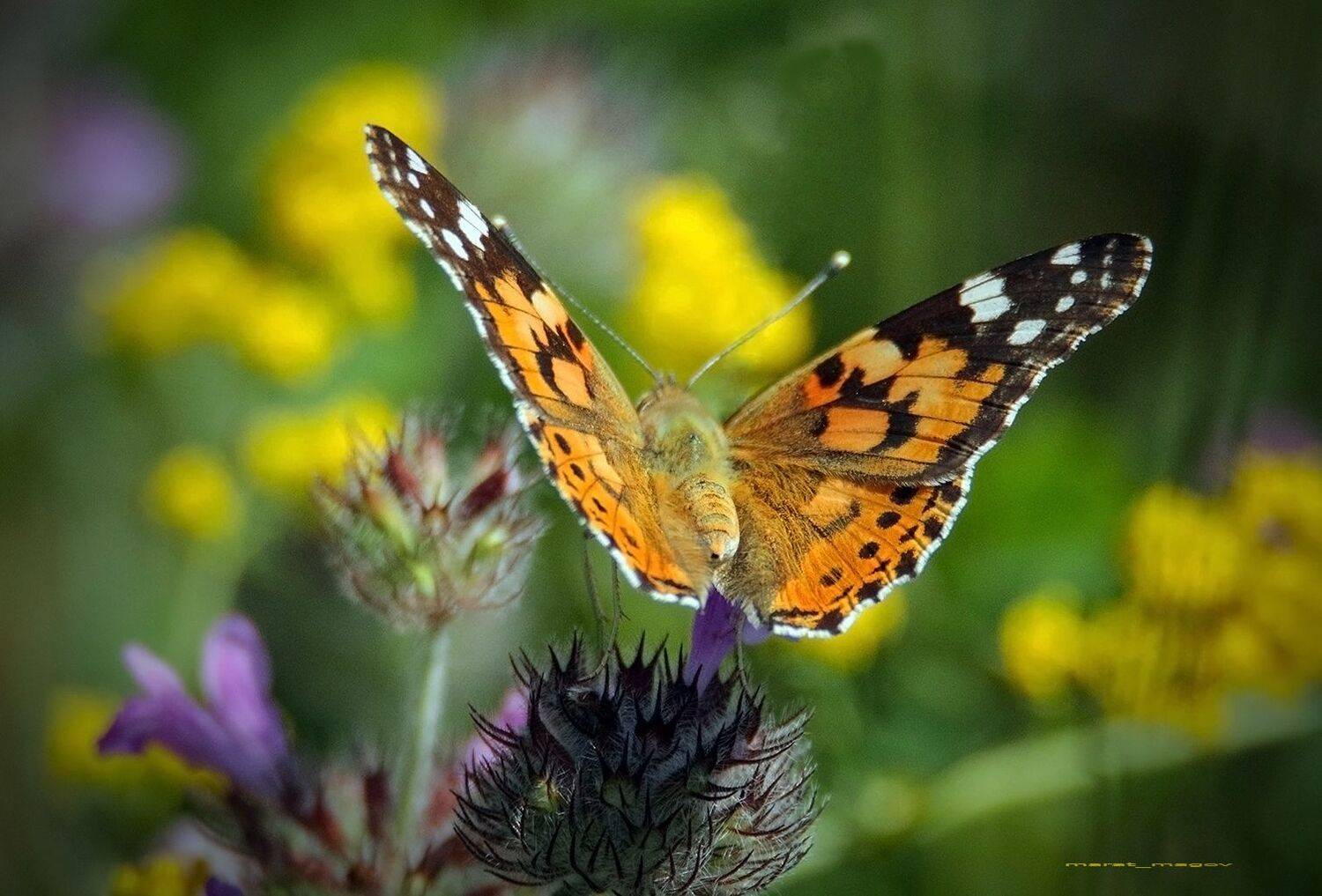 флора, фауна,бабочка,цветы,, Magov Marat