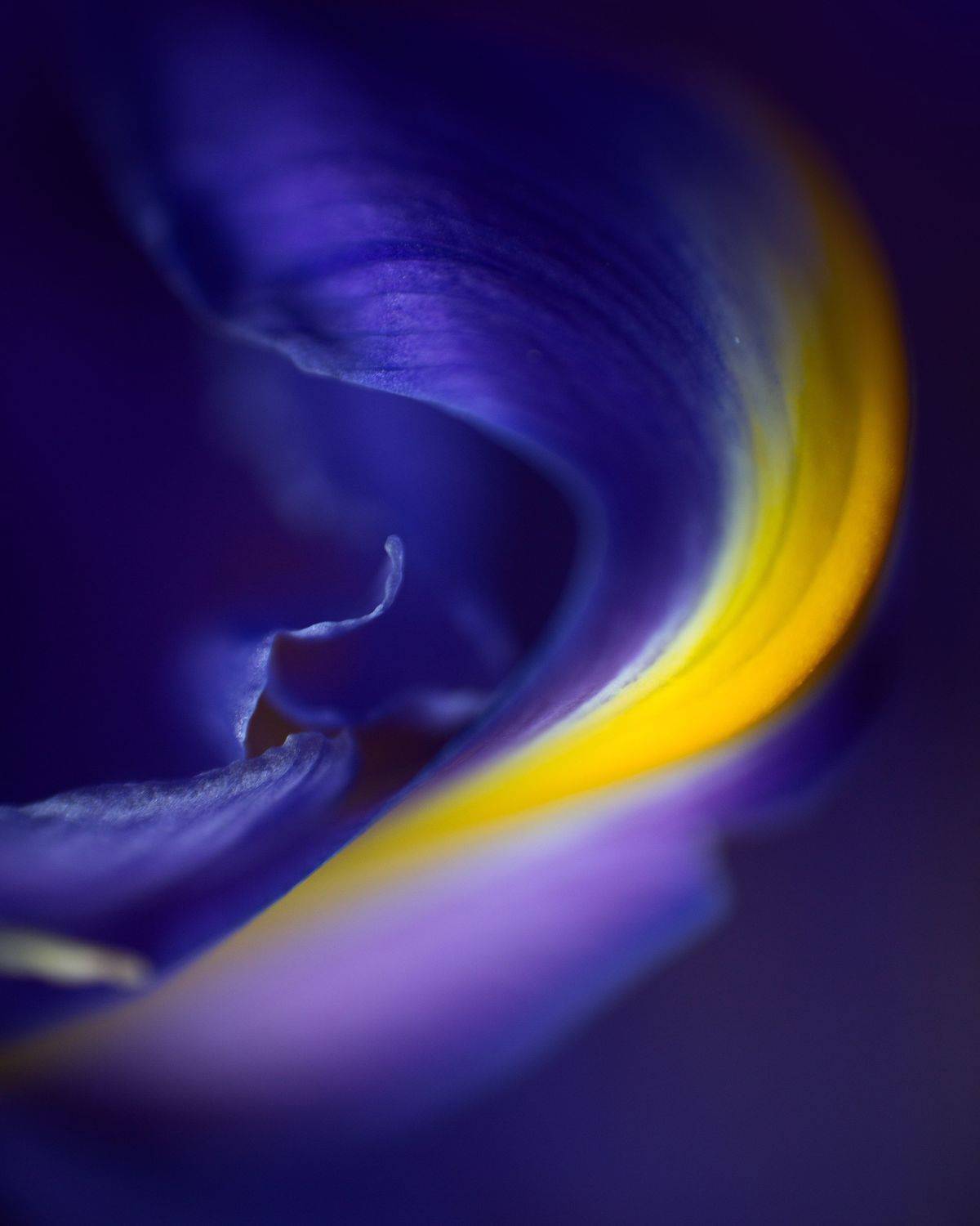 ирис , абстракция , цветок , макро, природа, Ксения Максименко