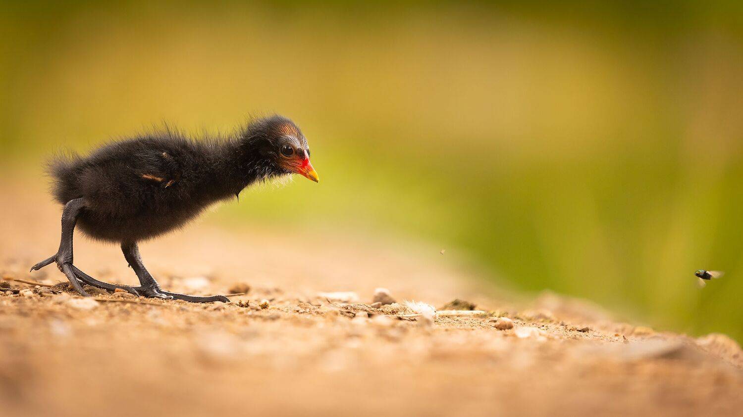 , Robert Adamec