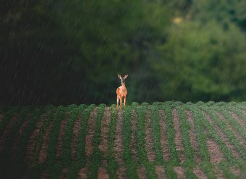 White Tailed Deer