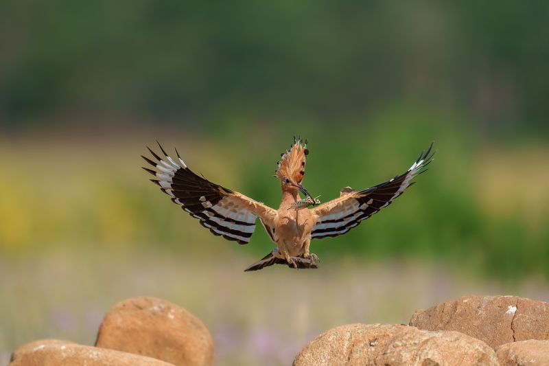 Eurasian hoopoe (Upupa epops​)... фото превью