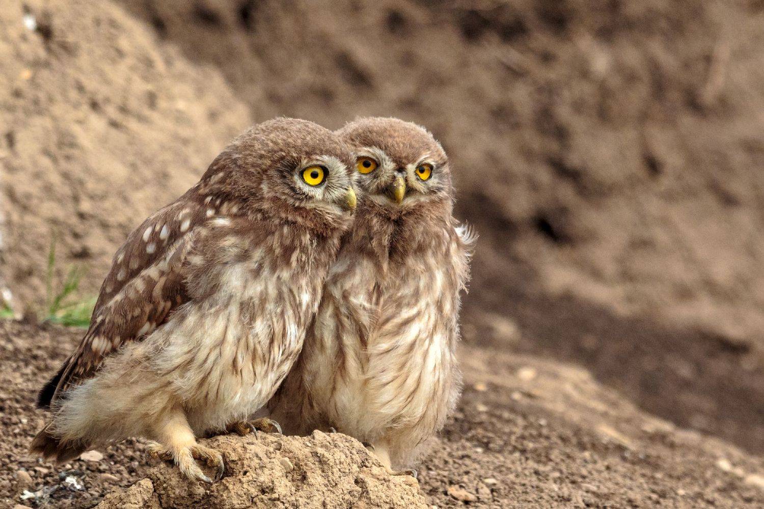 athene noctua plumipes , owl, liu yudong