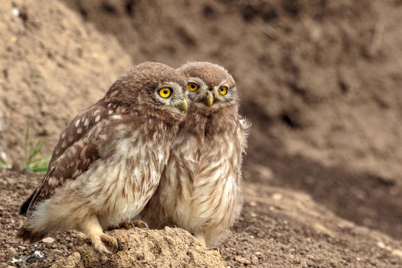 athene noctua plumipes , owl Athene noctua plumipes фото превью