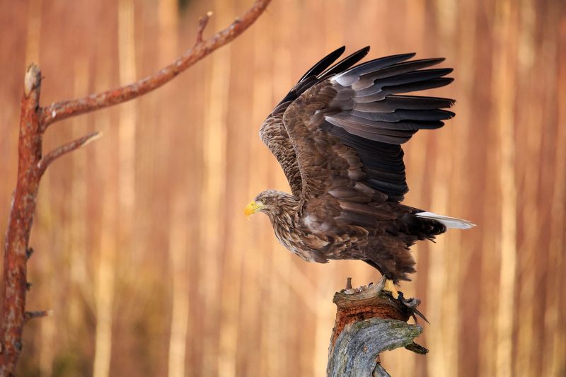 Иду на взлет) фото превью