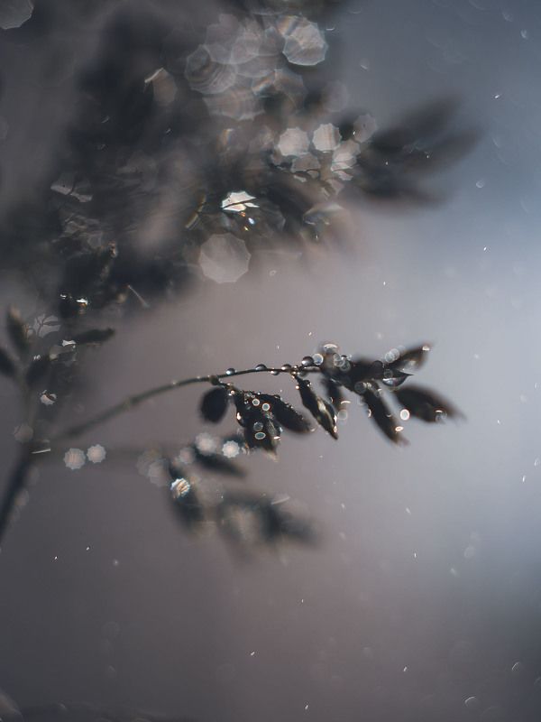 Летний дождь. Summer rain. фото превью
