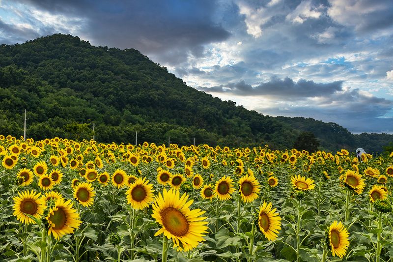 Sun Flowers фото превью