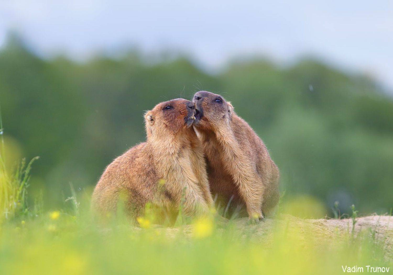 сурок, байбак, marmot, Вадим Трунов