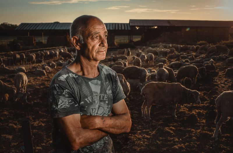 The head of the sheep фото превью