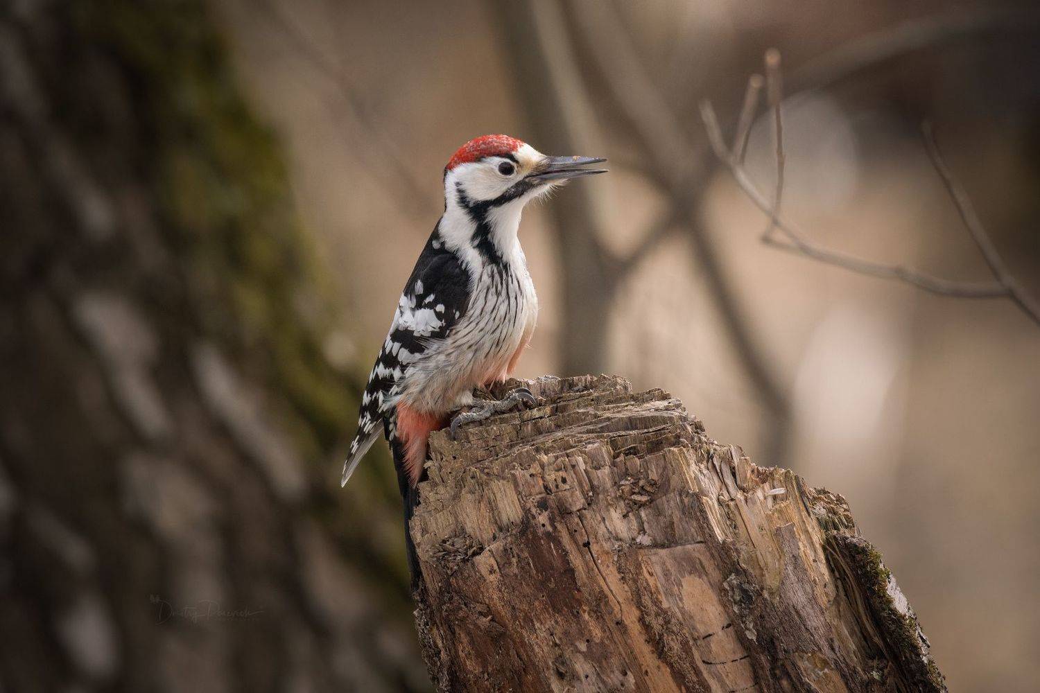природа, лес, поля, огороды, животные, птицы, макро, Посевич Дмитрий