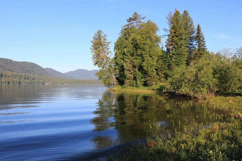 отражение,телецкоеозеро,природа,лето,деревья,волны,изгибы Отражение фото превью