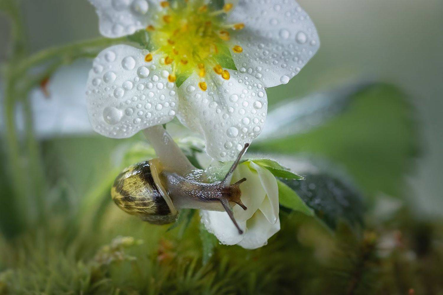 улитка, макро, macro, земляника, snail, волшебное макро, magic macro, Хилько Марина