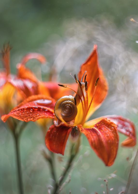 Ивана Купала фото превью