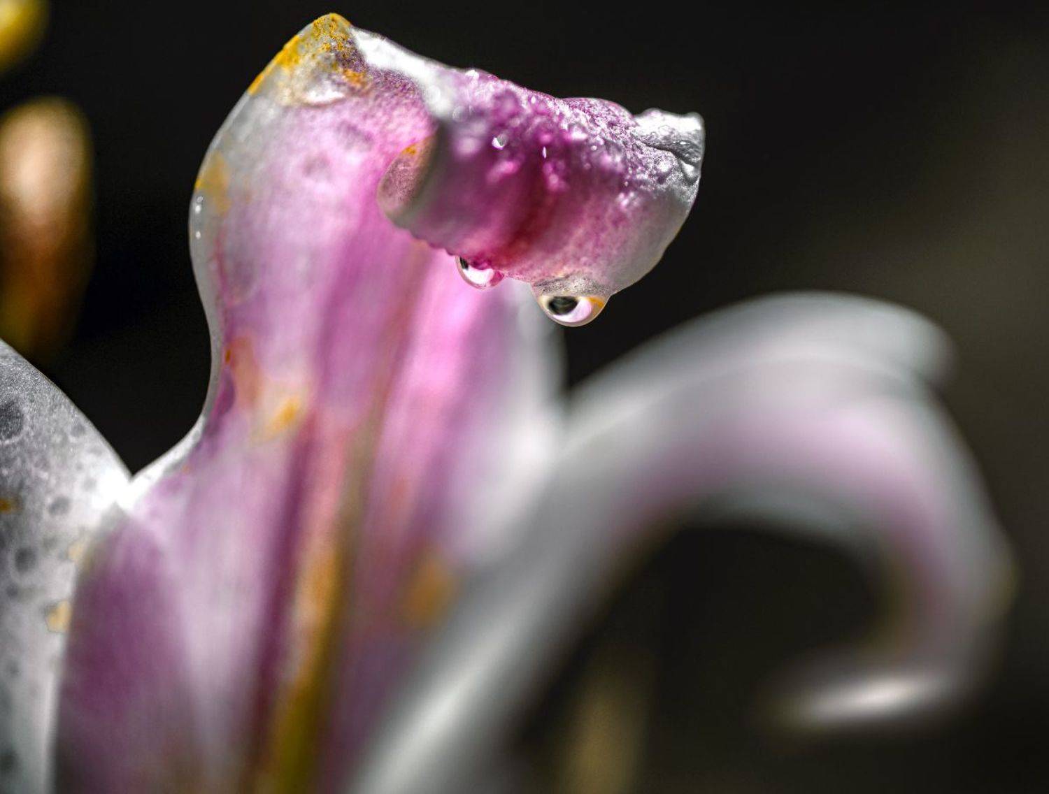 природа, макро, лето, цветок, лилия, капли, Неля Рачкова