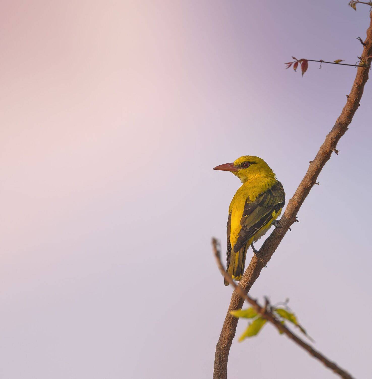 bird,birds,nikon,wild,water,shadows,lake,pond,flowers,swan,colors,nikon,beauty,nature,animals,eyes,egret,songbird,jungle,white,wings,fly, G N RAJA