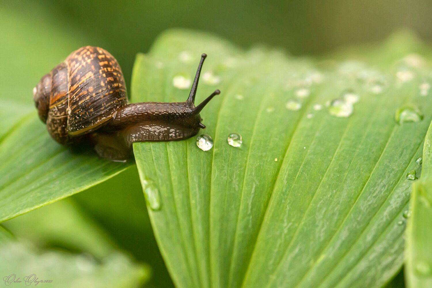 , Орлов Олег