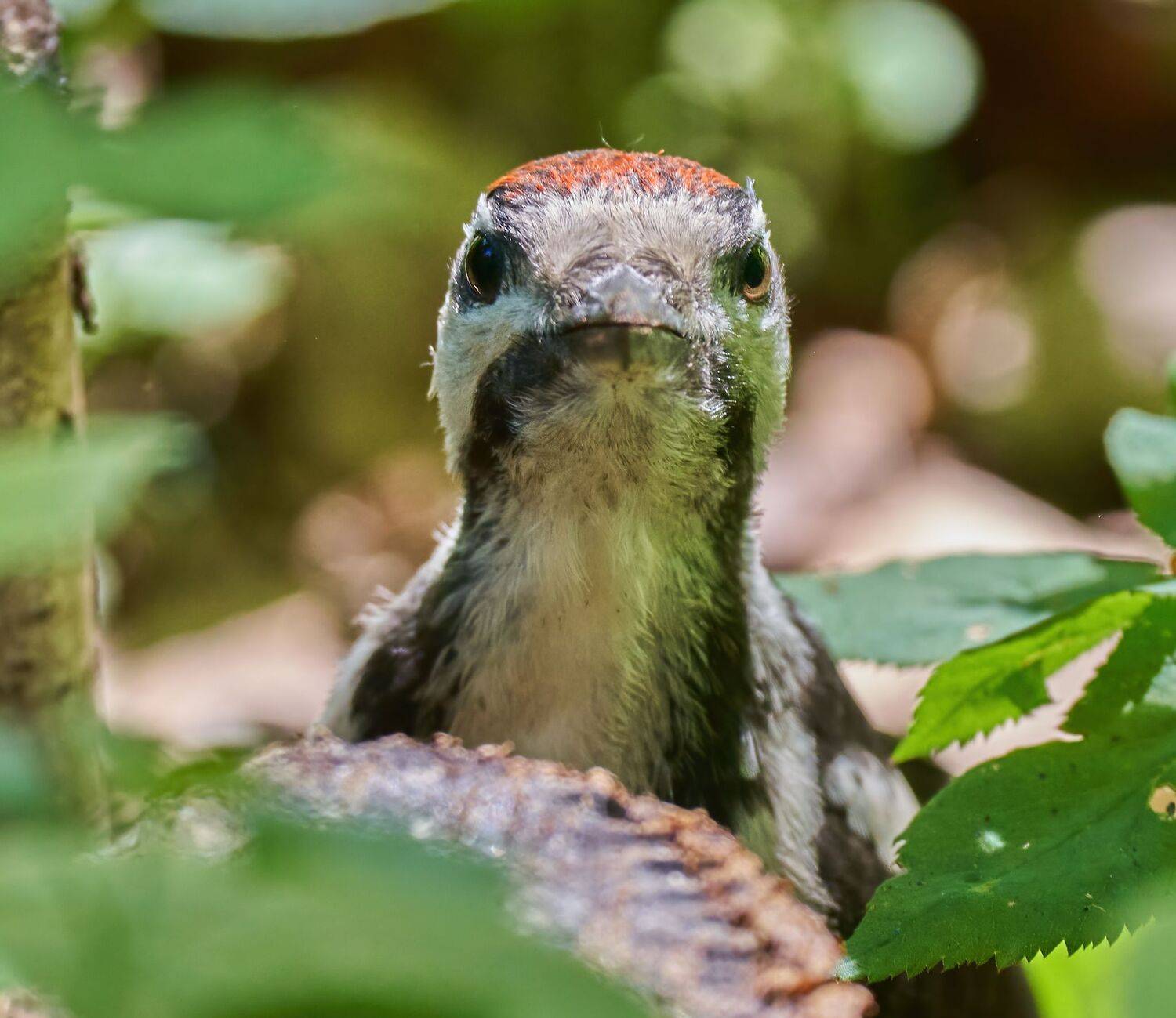 , Константин Дэм