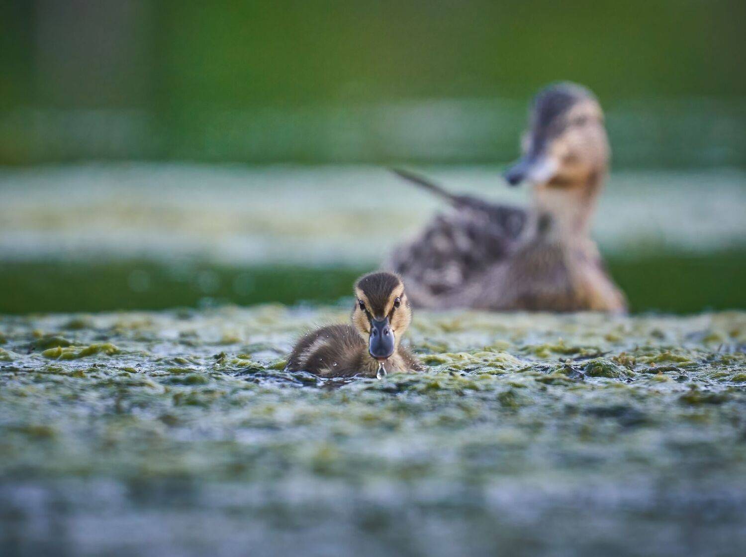 , Константин Дэм