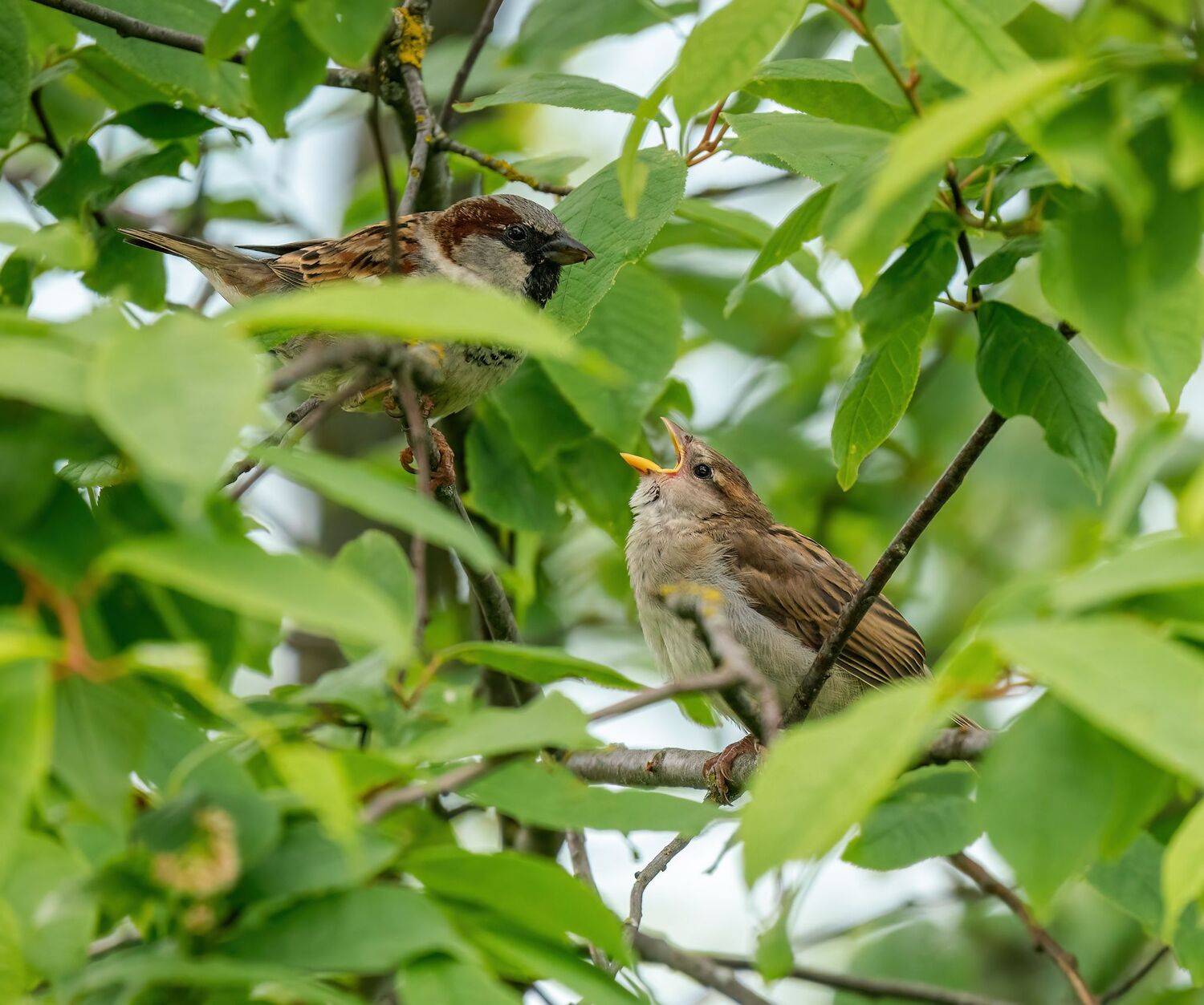 , Константин Дэм