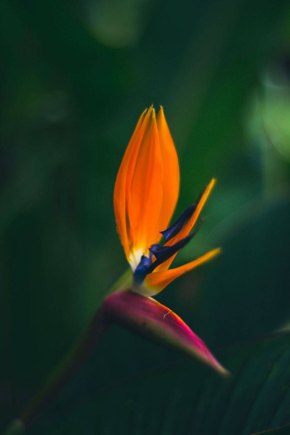 flowers,green,blue,orange, Борислав Алексиев