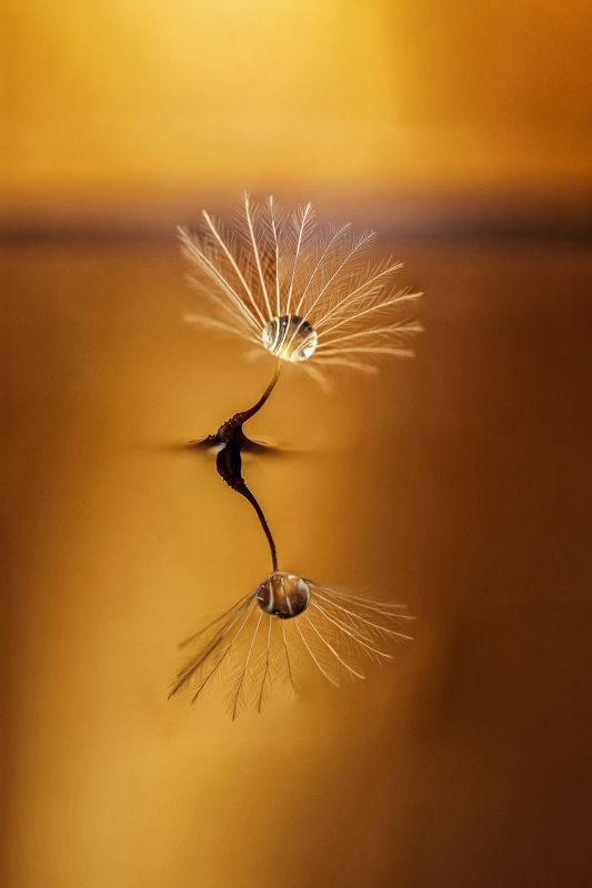 WATER, DROPS, LITTLE SYMPHONY  фото превью