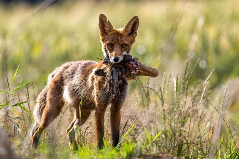 Lapsa фото превью