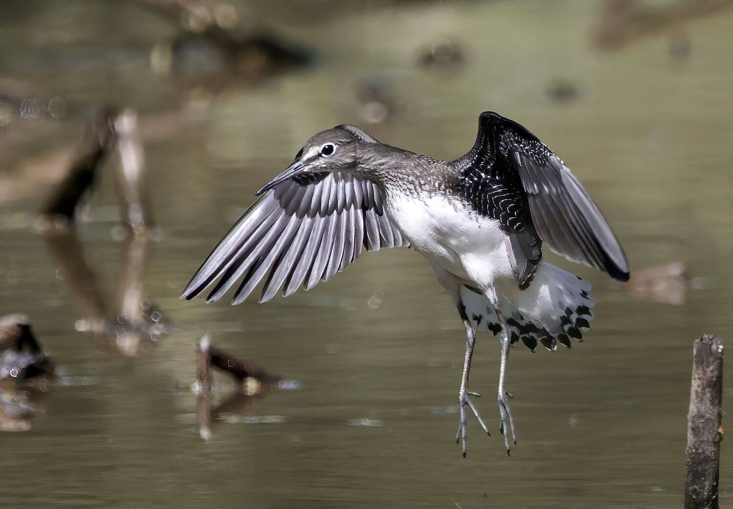 birds, birdwatching, птицы, птицы России, природа России, фото птиц, черныш, кулик, Михаил Ездаков