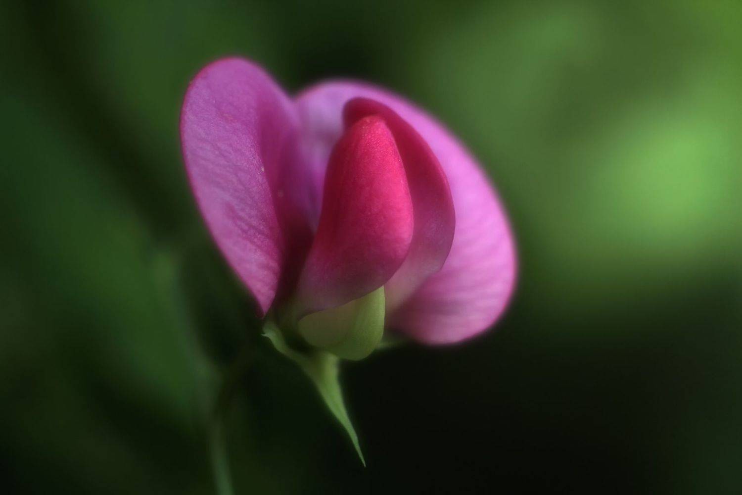 гелиос 44м4, Лайко Марина