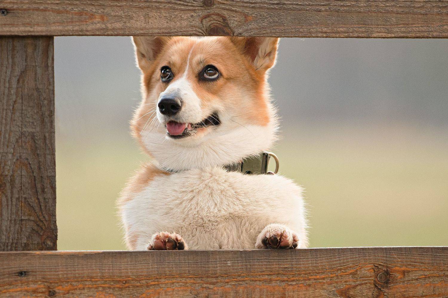 корги, собаки, анималистика, рыжая собака, портрет, фото собак, фотосессия с собакой, Шерскова Мария