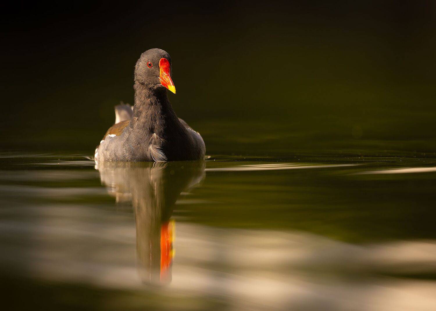 , Robert Adamec