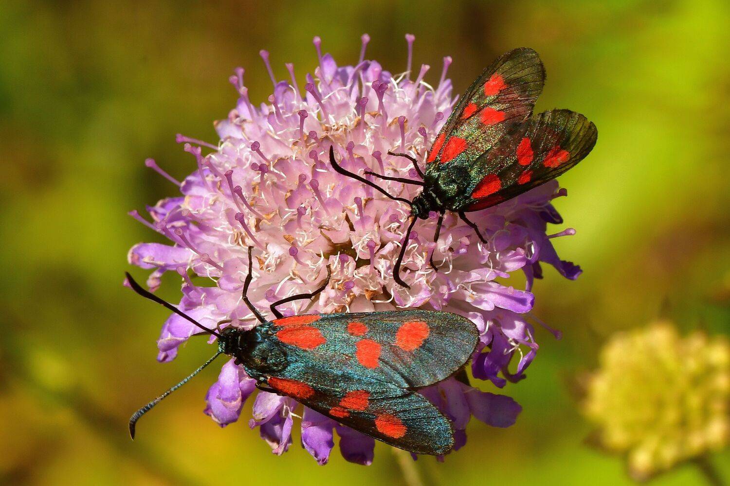 , Корнейчук Игорь