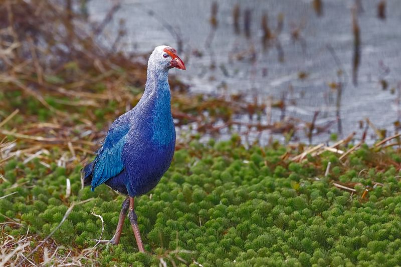 porphyrio porphyrio Porphyrio porphyrio фото превью
