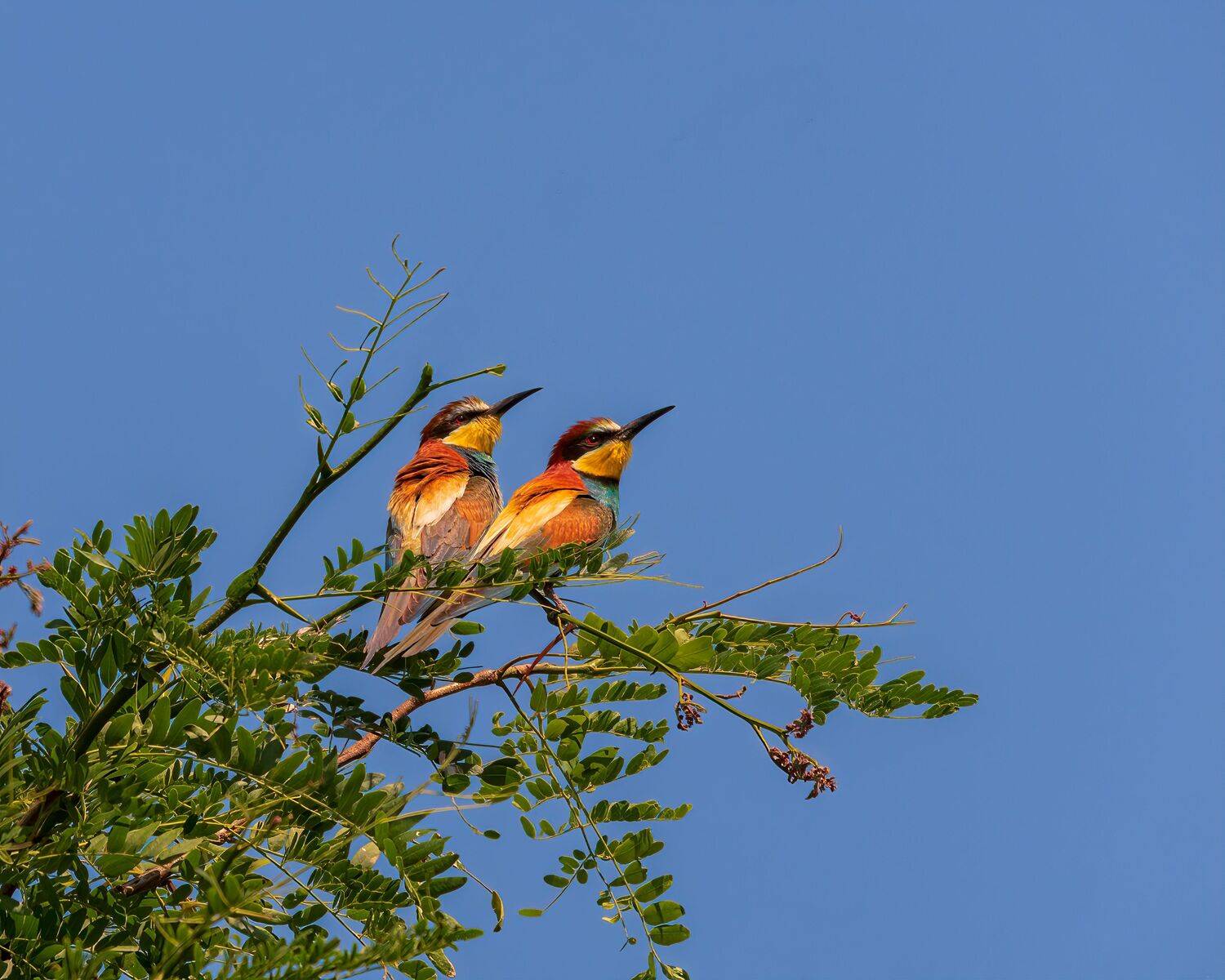 щурки, золотистые, Алексей Рыльский