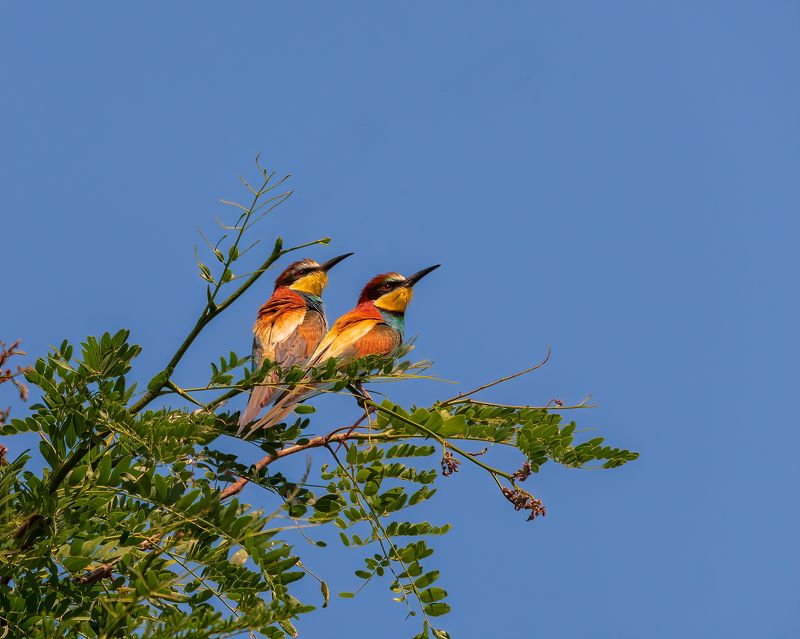 Лето на двоих фото превью